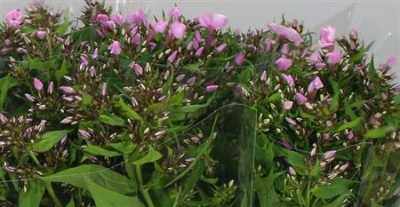 Phlox P Sweet Lexy Pink
