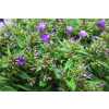 Phlox P Van Gogh