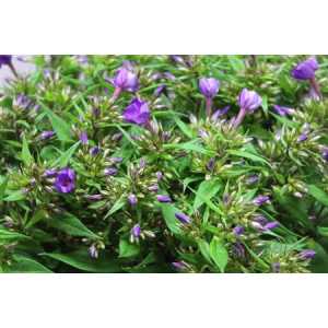 Phlox P Van Gogh