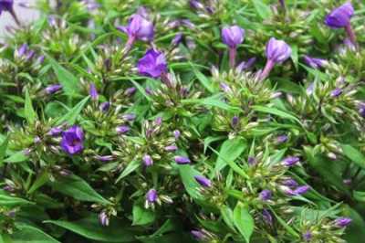 Phlox P Van Gogh