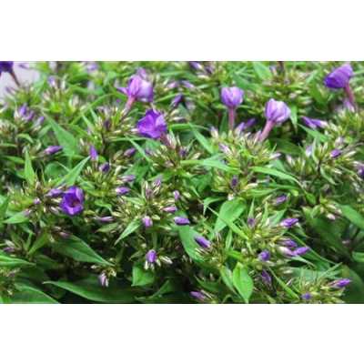 Phlox P Van Gogh