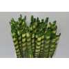 Phornium Krul