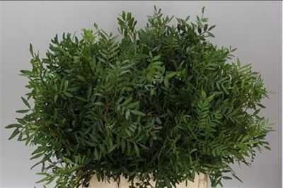 Pistache Long X 5