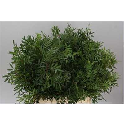 Pistache Long X 5