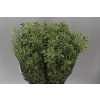 Pittosporum Fine Bont