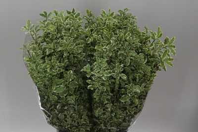 Pittosporum Fine Bont