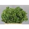 Pittosporum Ilan