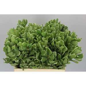 Pittosporum Ilan