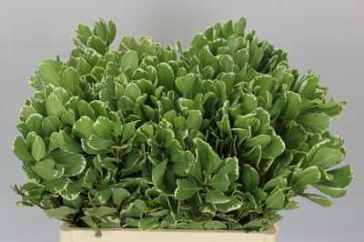 Pittosporum Ilan