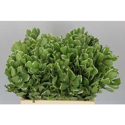 Pittosporum Ilan