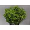 Pittosporum Lemon