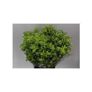 Pittosporum Lemon