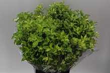 Pittosporum Lemon
