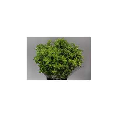Pittosporum Lemon