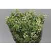 Pittosporum Navato