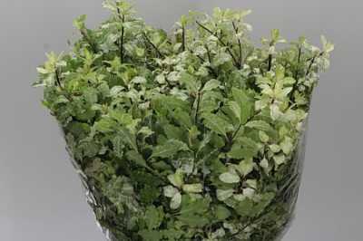 Pittosporum Navato