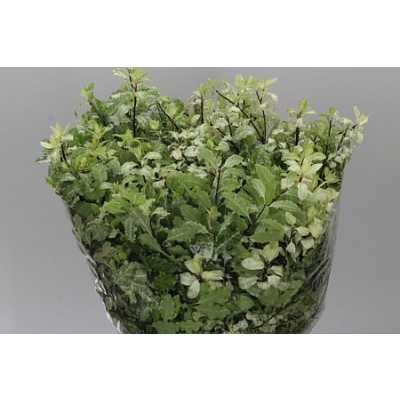 Pittosporum Navato
