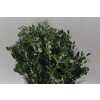 Pittosporum Ralphi