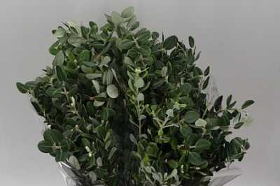 Pittosporum Ralphi