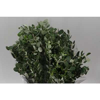 Pittosporum Ralphi