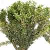 Pittosporum Tall