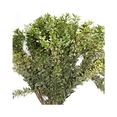 Pittosporum Tall