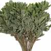 Pittosporum Variegated