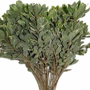 Pittosporum Variegated