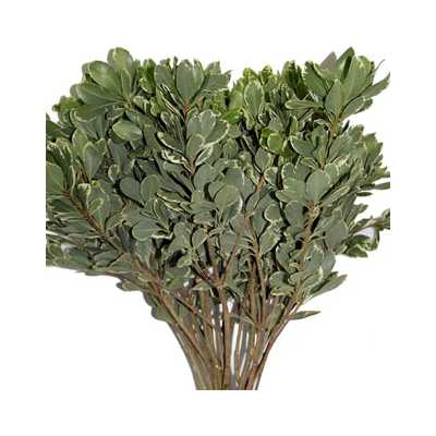 Pittosporum Variegated