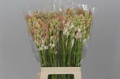 Polianthes Tubarosa