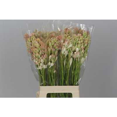 Polianthes Tubarosa