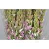 Polianthus Pink Sapphir