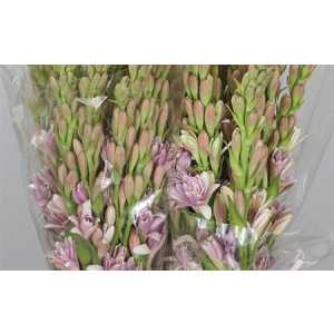 Polianthus Pink Sapphir