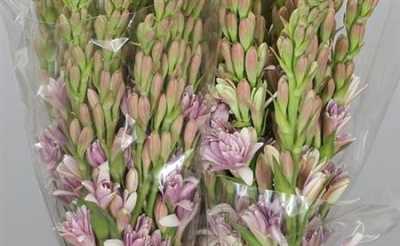 Polianthus Pink Sapphir