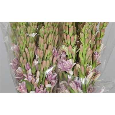 Polianthus Pink Sapphir
