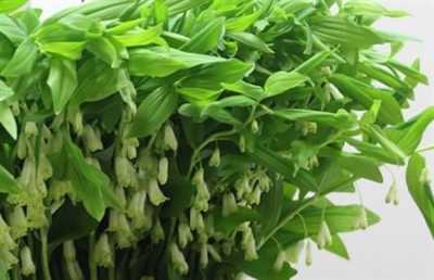 Polygonatum Multiflorum