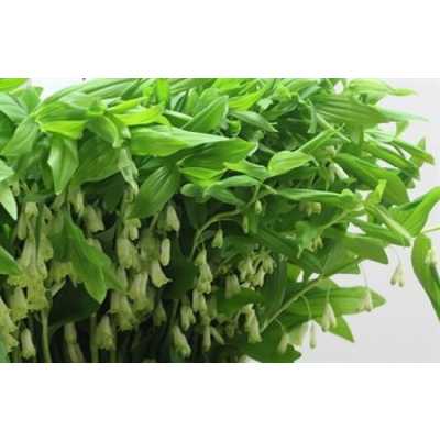 Polygonatum Multiflorum