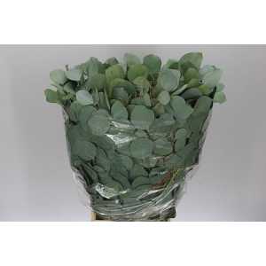 Populus Leaf