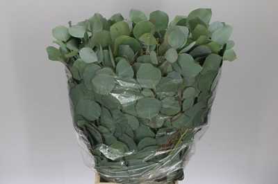 Populus Leaf