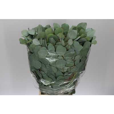 Populus Leaf
