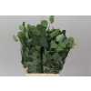 Populus Leaf Africa Short
