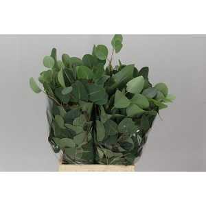 Populus Leaf Africa Short