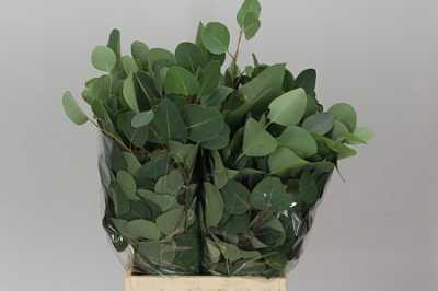 Populus Leaf Africa Short