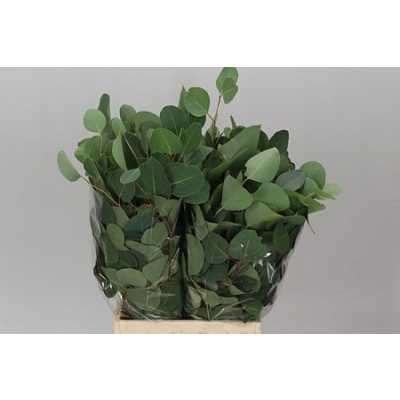 Populus Leaf Africa Short