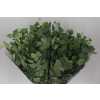 Populus Leaf Africa X 5