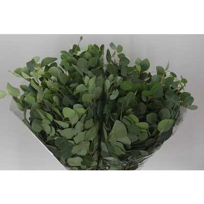 Populus Leaf Africa X 5