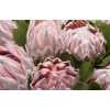 Protea Cynaroides