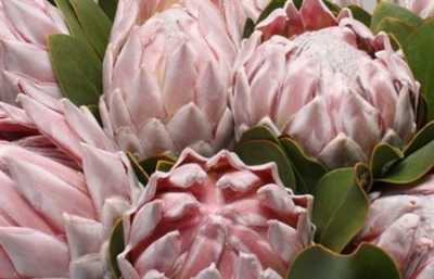 Protea Cynaroides