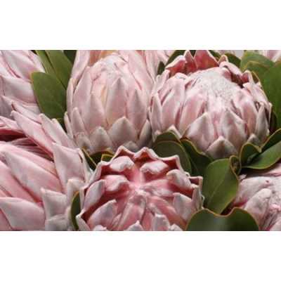 Protea Cynaroides