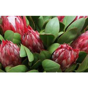 Protea Madiba
